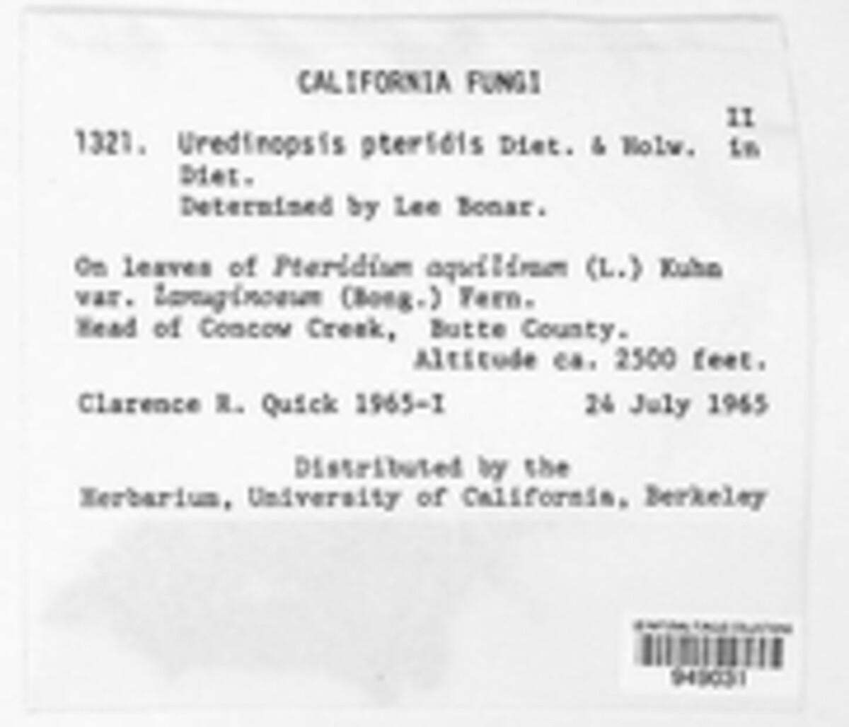 Uredinopsis pteridis image